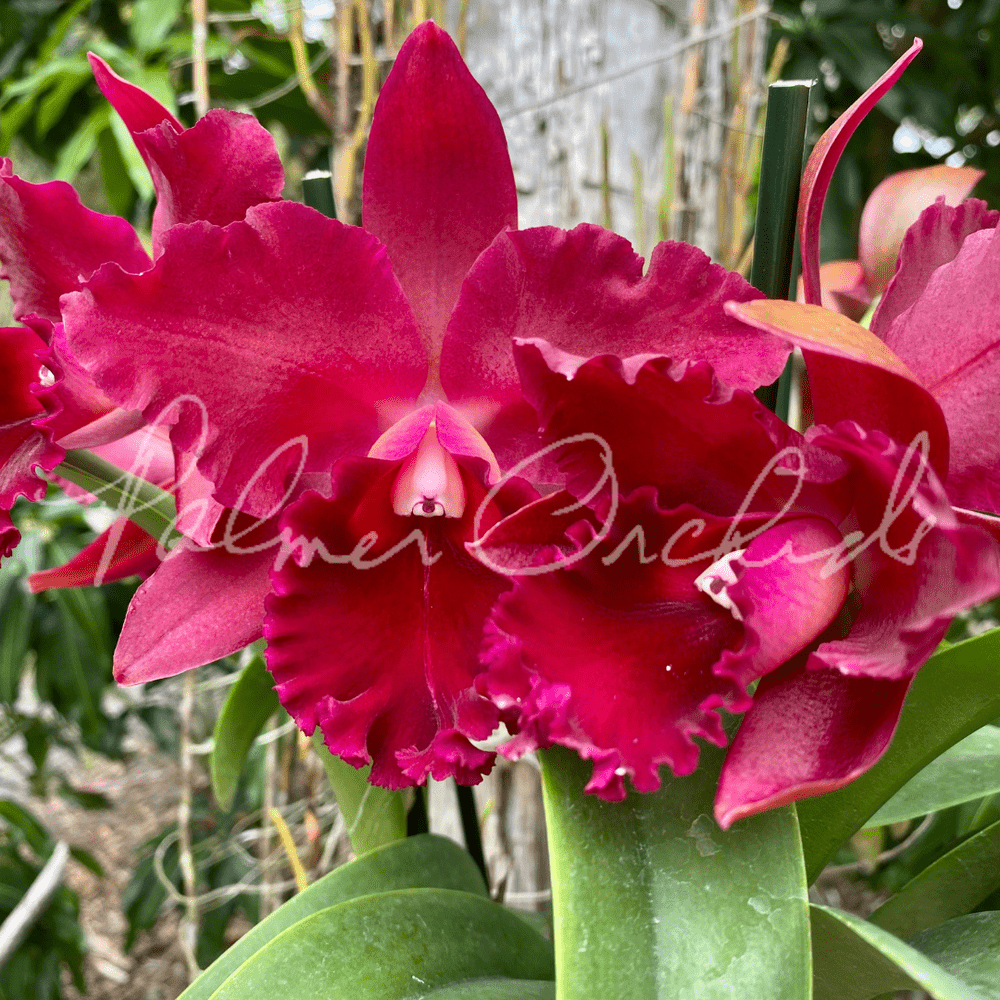 Rth. Pop City — Palmer Orchids
